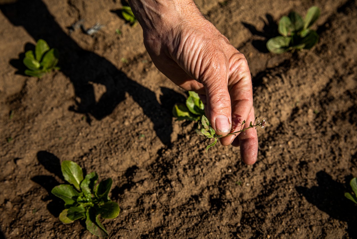 Fermierii sunt în impas. Cel mai mare producător de îngrăşăminte din România şi-a redus producţia