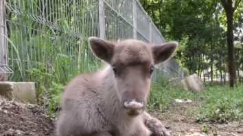 Vrei să te pui bine cu Moș Crăciun? Cunoaște-l pe cel mai tânăr ajutor al Moşului, un pui de ren de lângă Braşov