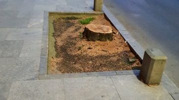 Ulmii de la Universitate au fost tăiați, după ce s-au uscat în urma toaletărilor Primăriei. Arborii au fost plantați la începutul anilor 1900