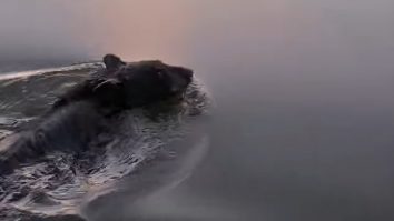 Momentul în care o familie salvează un urs al cărui cap era înţepenit într-un bidon de plastic, viral pe internet