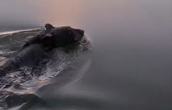 Momentul în care o familie salvează un urs al cărui cap era înţepenit într-un bidon de plastic, viral pe internet
