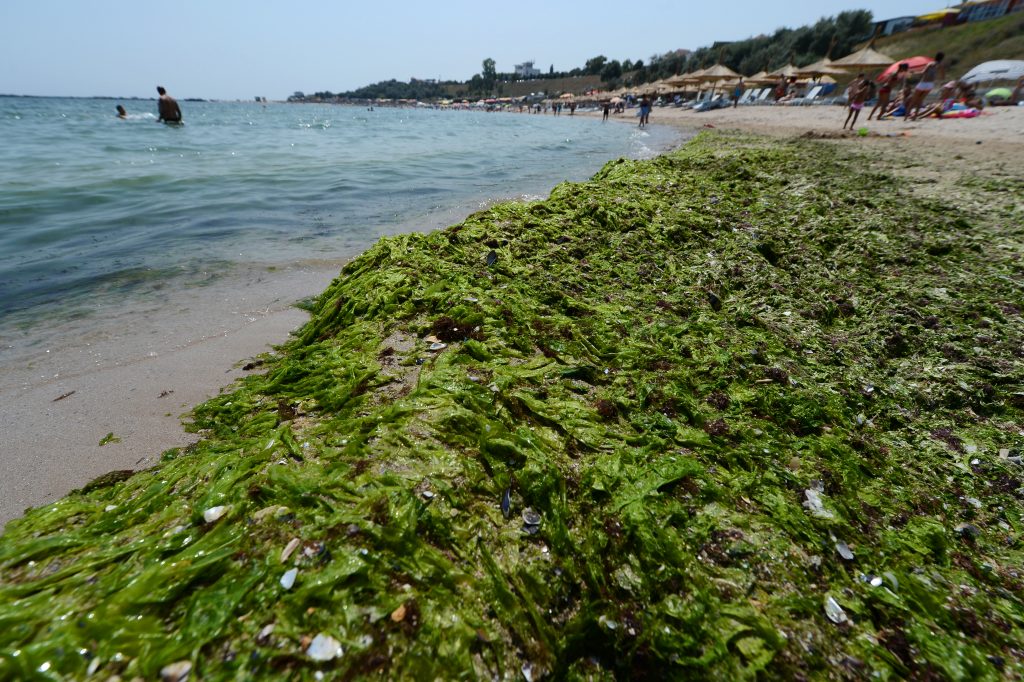 Algele au invadat litoralul românesc. Mii de tone, adunate de pe plaje