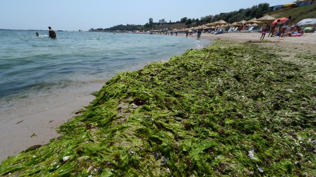 Algele au invadat litoralul românesc. Mii de tone, adunate de pe plaje