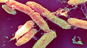 Caz de ciumă bubonică raportat în Mongolia Interioară. Măsurile de siguranță se înăspresc în China