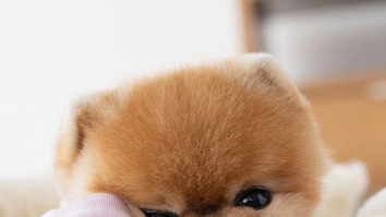 Top 5 animale influencer pe Instagram: Care este cel care câștigă 45.000 de dolari pentru o postare