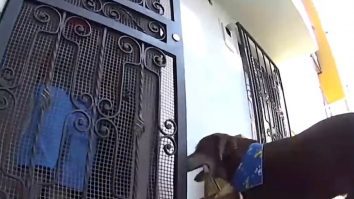 Eros, câinele care livrează mâncare celor care au nevoie de măsuri de siguranță în plus