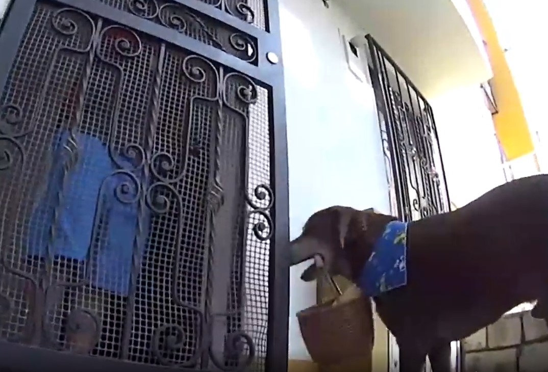 Eros, câinele care livrează mâncare celor care au nevoie de măsuri de siguranță în plus