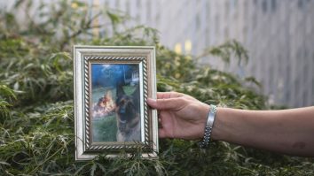 A murit Buddy, primul câine testat pozitiv cu Covid-19 în SUA. Cazul care arată cât de puțin știm despre coronavirus și animale