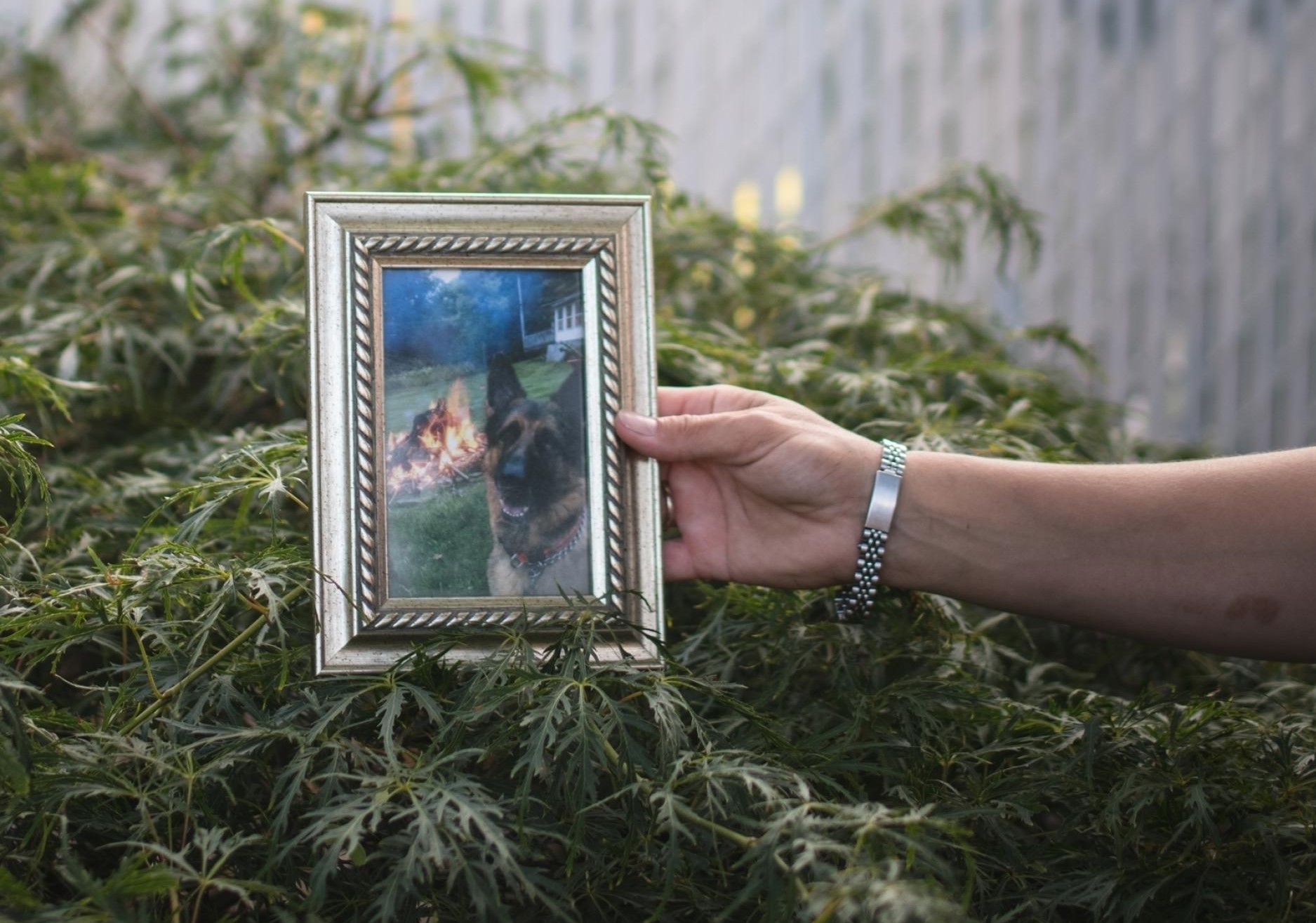 A murit Buddy, primul câine testat pozitiv cu Covid-19 în SUA. Cazul care arată cât de puțin știm despre coronavirus și animale