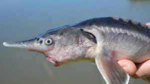 Un pește hibrid, creat din greșeală de cercetători, în încercarea de a salva o specie pe cale de dispariţie