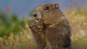 Un copil de 15 ani din Mongolia a murit de ciumă bubonică