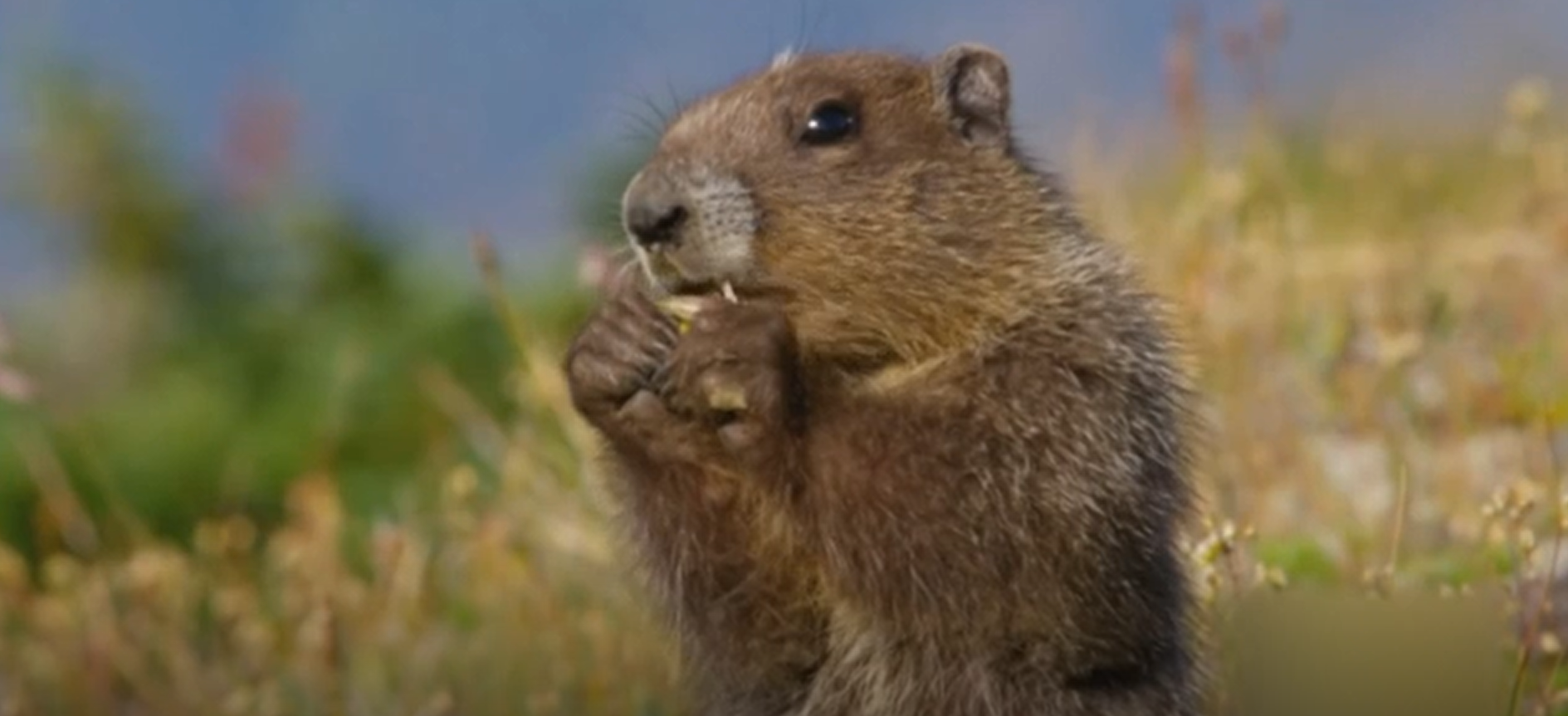 Un copil de 15 ani din Mongolia a murit de ciumă bubonică. Îngrijorare în China și Rusia