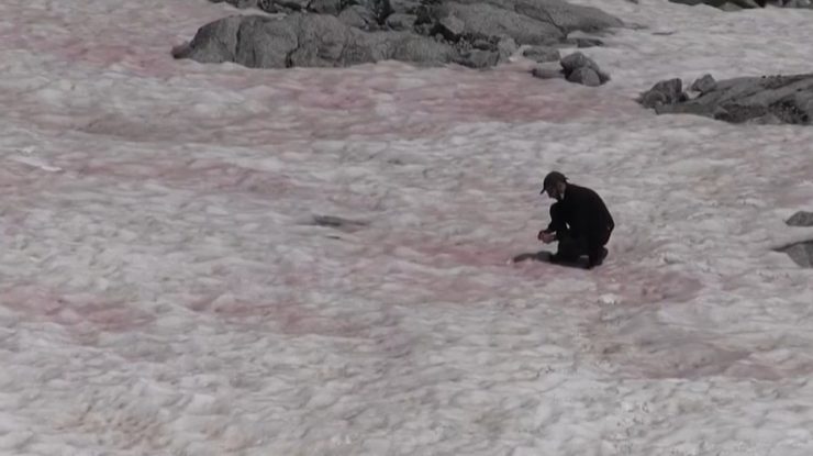 Gheața a devenit roz în Alpi. Fenomenul misterios e studiat de cercetători