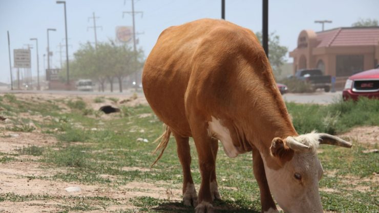 Burger King schimbă dieta vacilor. Alimentul adăugat în meniu le reduce flatulența, responsabilă de emisii de metan