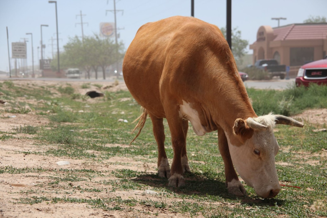 Burger King schimbă dieta vacilor. Alimentul adăugat în meniu le reduce flatulența, responsabilă de emisii de metan