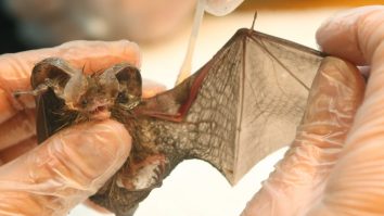 Liliecii „ajută la vindecarea coronavirusului și a cancerului“, arată un nou studiu