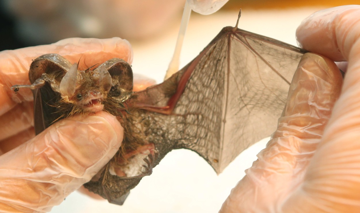 Liliecii „ajută la vindecarea coronavirusului și a cancerului“, arată un nou studiu