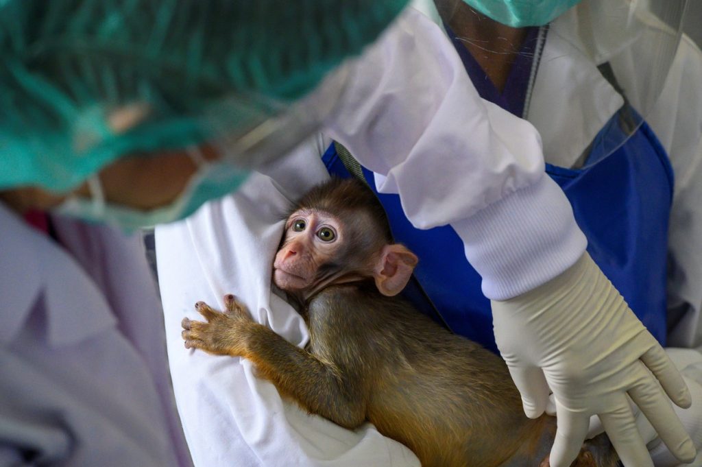 PETA: Testele „mortale“ pe maimuțe pentru vaccinul anti-Covid trebuie să se oprească