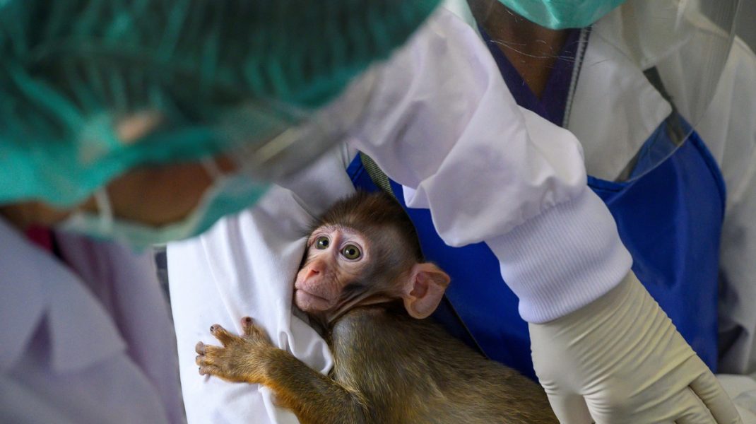 PETA: Testele „mortale“ pe maimuțe pentru vaccinul anti-Covid trebuie să se oprească