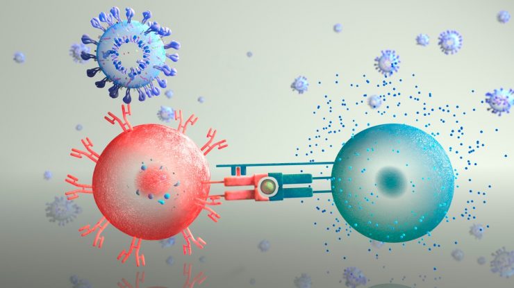 Celulele „T“ anti-Covid-19. Noul mecanism prin care corpul luptă cu infecția