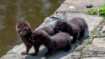 Aproape 100.000 de nurci vor fi sacrificate în Spania după ce 87% din ele au fost testate pozitiv cu Covid-19