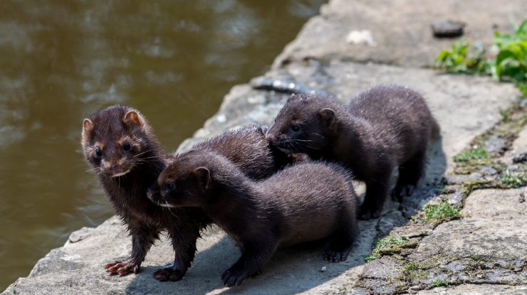 Aproape 100.000 de nurci vor fi sacrificate în Spania după ce 87% din ele au fost testate pozitiv cu Covid-19