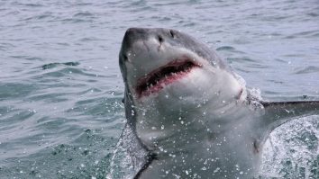 Un băiat de 10 ani a supraviețuit atacului unui rechin, după ce a fost tras în apă direct din barcă