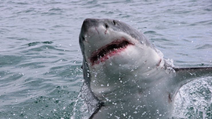 Un băiat de 10 ani a supraviețuit atacului unui rechin, după ce a fost tras în apă direct din barcă