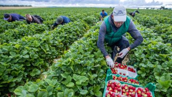 Același episod. Muncitori români angajaţi la o fermă din Germania, depistaţi cu coronavirus