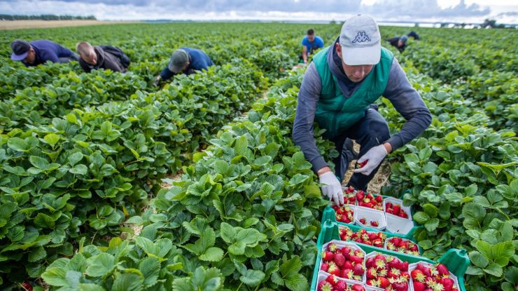 Același episod. Muncitori români angajaţi la o fermă din Germania, depistaţi cu coronavirus
