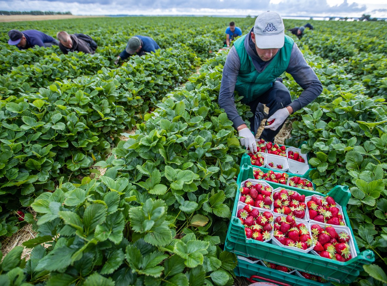 Același episod. Muncitori români angajaţi la o fermă din Germania, depistaţi cu coronavirus