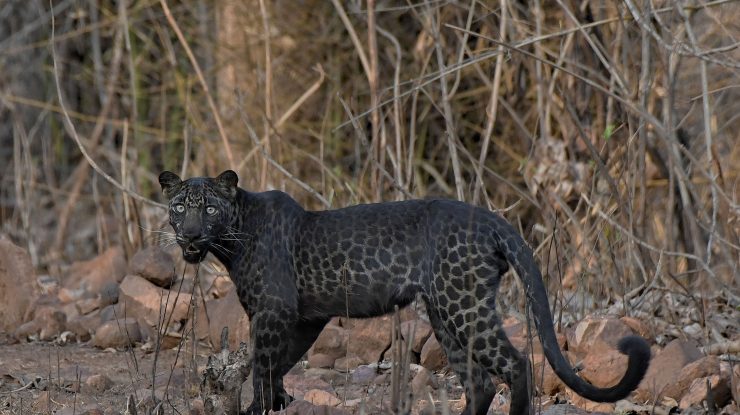 Imagini rare cu un leopard negru au fost surprinse în India