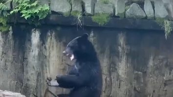 Bruce Lee are concurență. Video viral cu primul urs ninja în timp ce „se „antrenează“