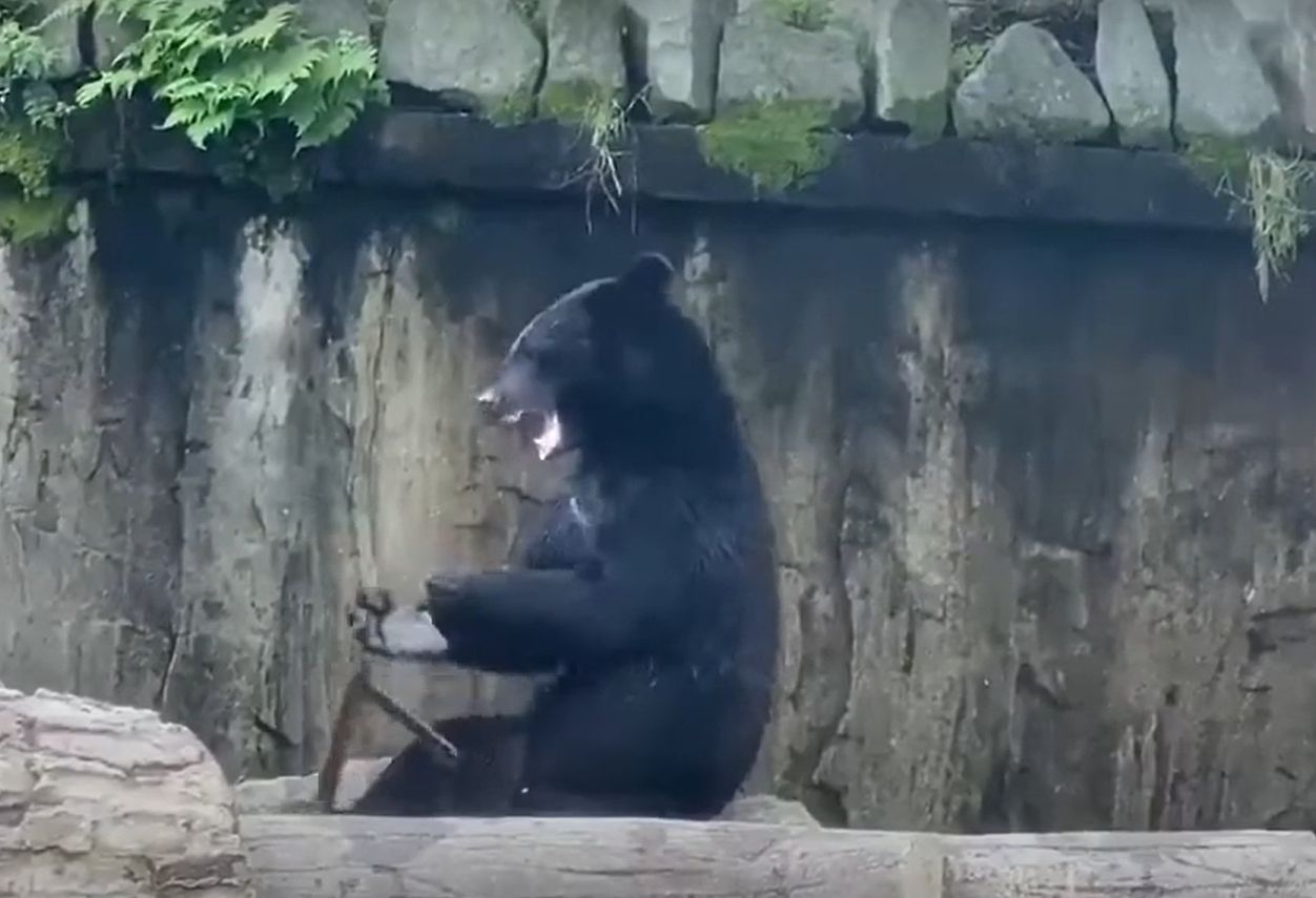 Bruce Lee are concurență. Video viral cu primul urs ninja în timp ce „se „antrenează“