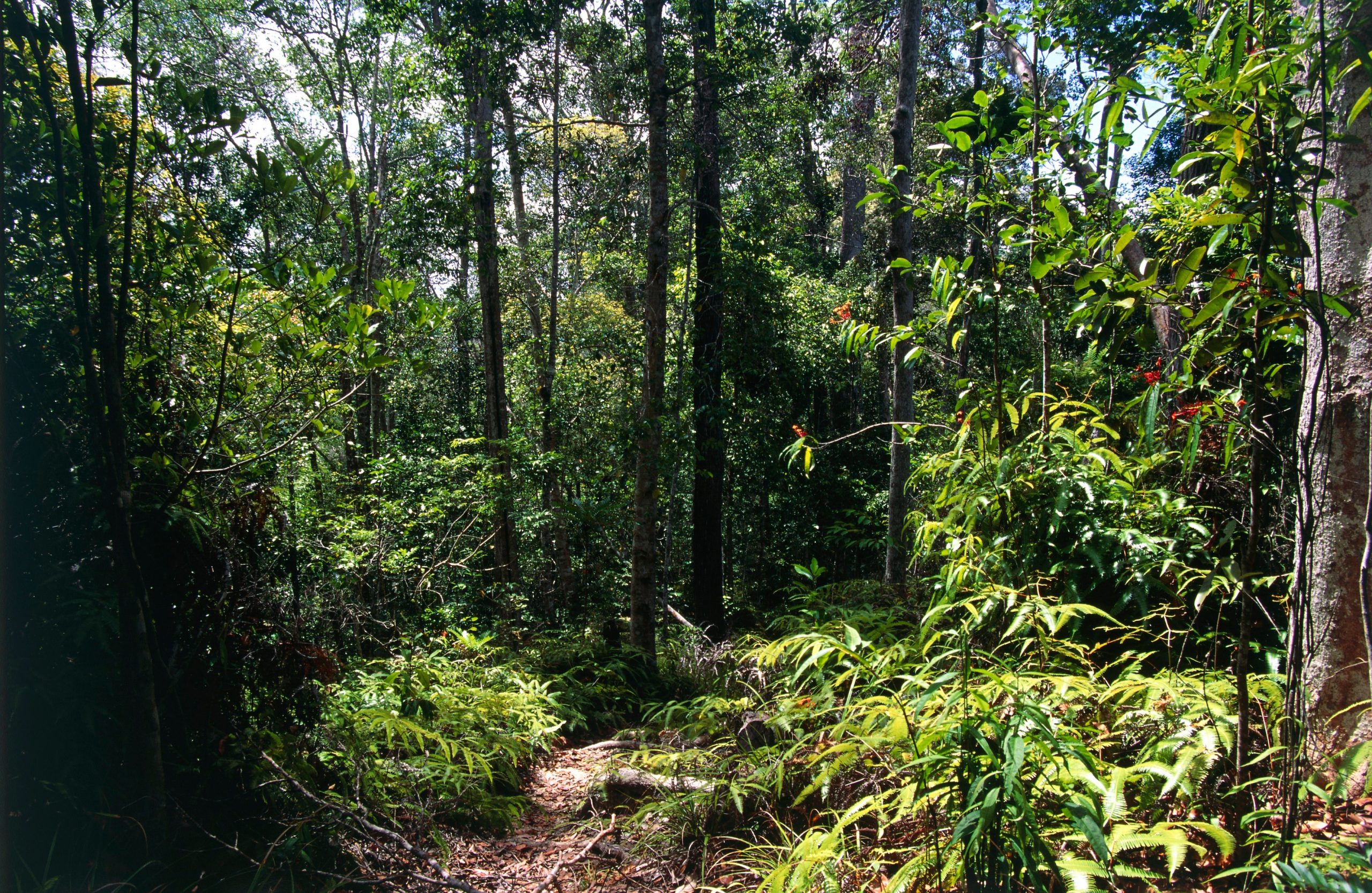 Defrișările și exploatarea naturii vor declanșa și mai multe pandemii. Ce spun oamenii de știință