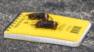 Specialiștii americani au capturat prima viespe-gigant asiatică. Insecta reprezintă o amenințare pentru oameni