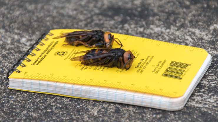 Specialiștii americani au capturat prima viespe-gigant asiatică. Insecta reprezintă o amenințare pentru oameni