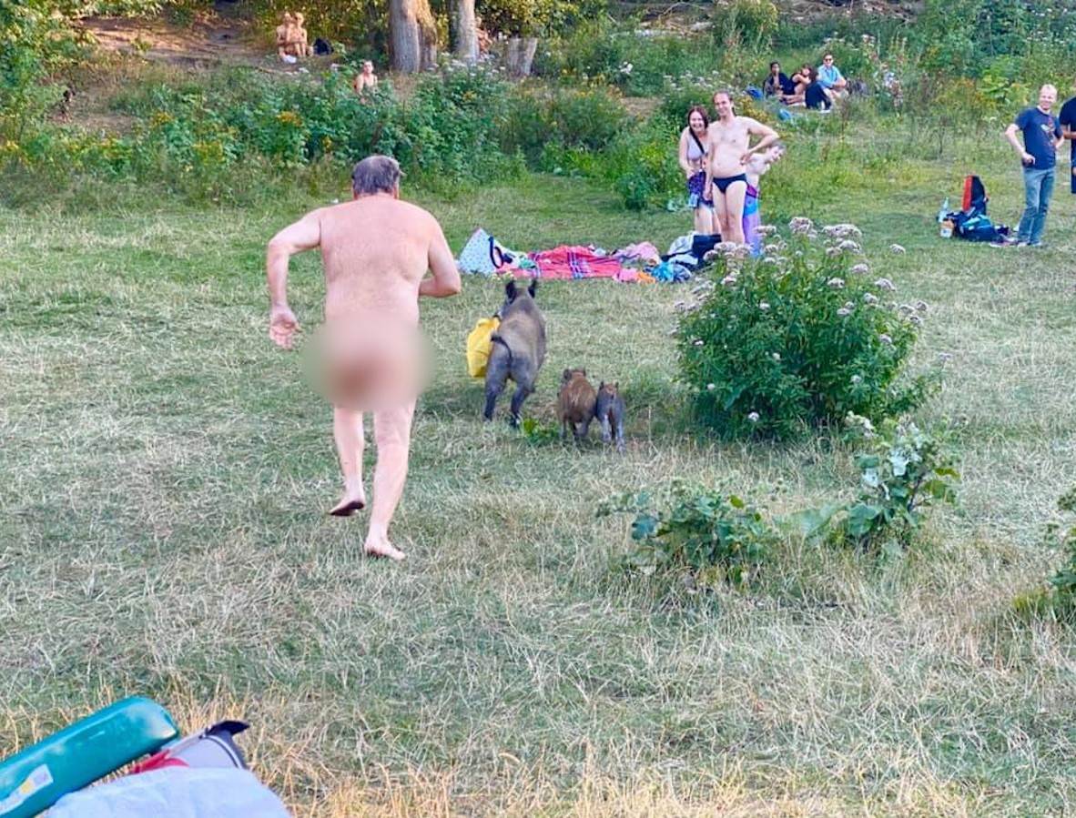FOTO. Când un mistreț îți fură laptopul, fugi după el chiar dacă ești gol pușcă. A pățit-o un nudist