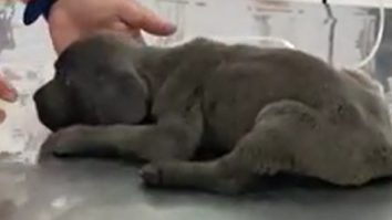 Câinele tău s-ar putea îmbolnăvi de COVID-19 de la tine? Ce spun specialiştii români despre un studiu al cercetătorilor italieni