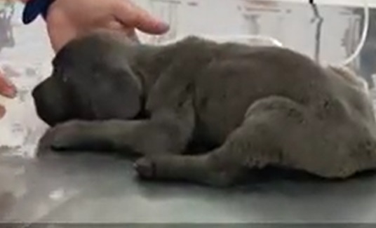 Câinele tău s-ar putea îmbolnăvi de COVID-19 de la tine? Ce spun specialiştii români despre un studiu al cercetătorilor italieni