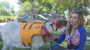 O capră din Idaho este pasionată de vâslit. Ce hobby-uri mai are „domnul Mayhem“