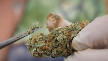 STUDIU: Utilizarea canabisului în tratamentul împotriva COVID-19, eficientă