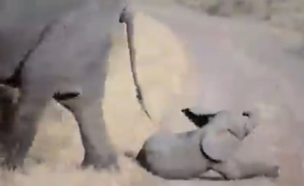 Priveşte acest filmuleţ amuzant cu cel mai leneş pui de elefant