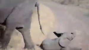 Priveşte acest filmuleţ amuzant cu cel mai leneş pui de elefant