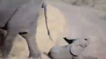 Priveşte acest filmuleţ amuzant cu cel mai leneş pui de elefant
