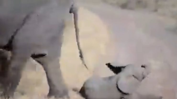Priveşte acest filmuleţ amuzant cu cel mai leneş pui de elefant