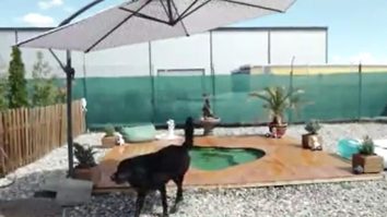 Pleci în vacanţă şi nu ştii ce să faci cu caţelul tău? Cazează-l la un hotel canin cu piscină