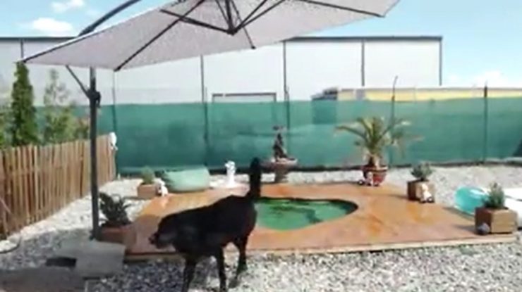 Pleci în vacanţă şi nu ştii ce să faci cu caţelul tău? Cazează-l la un hotel canin cu piscină