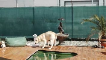 Pleci în vacanță și nu știi ce să faci cu cățelul tău? Ia în calcul să îl lași la un hotel canin cu piscină