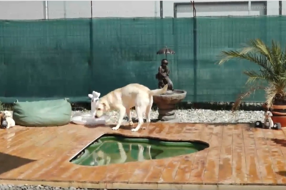 Pleci în vacanță și nu știi ce să faci cu cățelul tău? Ia în calcul să îl lași la un hotel canin cu piscină